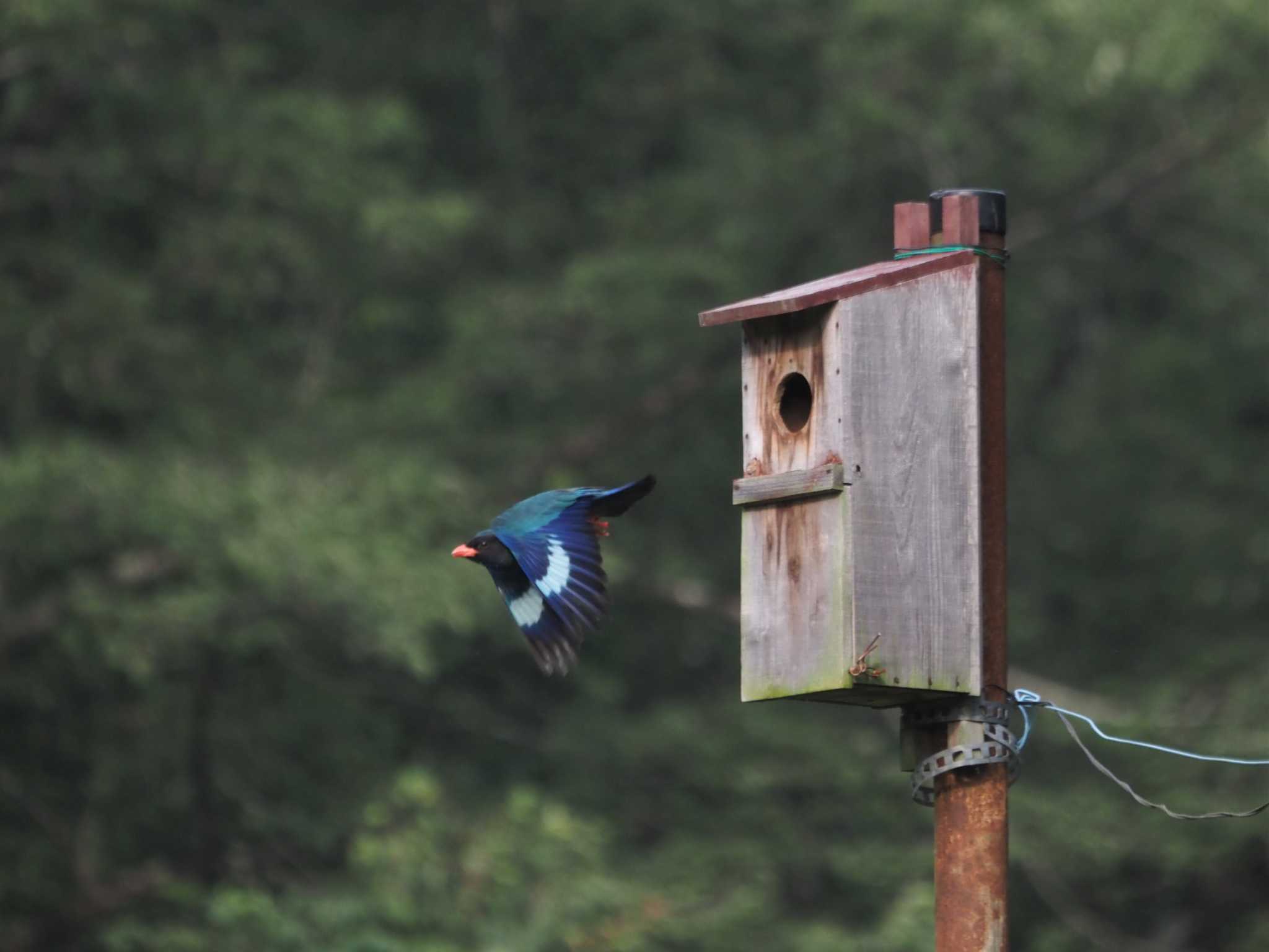 岡山県吉備中央町 ブッポウソウの写真 by マル