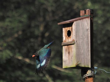 Oriental Dollarbird 岡山県吉備中央町 Mon, 7/3/2023