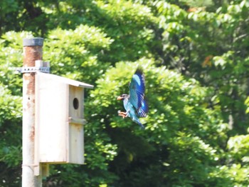 Oriental Dollarbird 岡山県吉備中央町 Tue, 7/4/2023