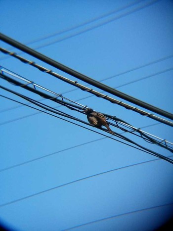 Brown-eared Bulbul 恩田川(高瀬橋付近) Sun, 6/3/2018