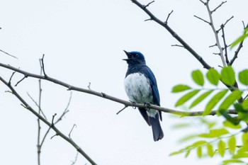 オオルリ 奥久慈憩いの森 2023年7月5日(水)