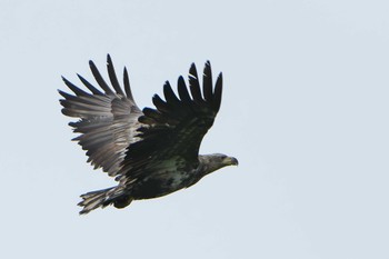 オジロワシ 春国岱原生野鳥公園(根室) 2023年6月16日(金)