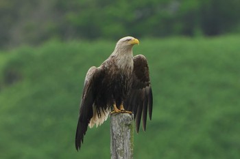 White-tailed Eagle Shunkunitai Fri, 6/16/2023