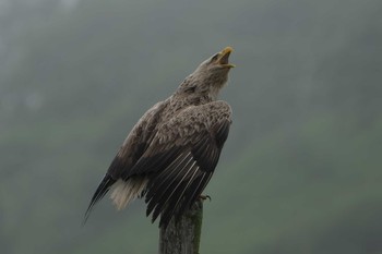 オジロワシ 春国岱原生野鳥公園(根室) 2023年6月16日(金)