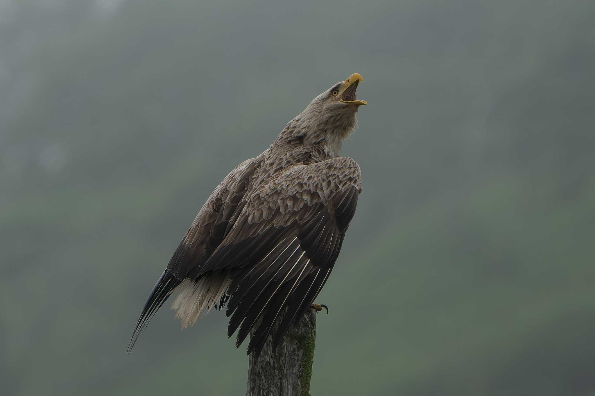 Photo of White-tailed Eagle at Shunkunitai by 禽好き