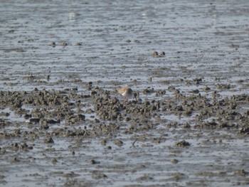 Common Redshank Daijugarami Higashiyoka Coast Mon, 1/3/2022