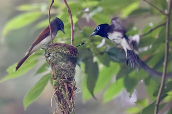 サンコウチョウ 神奈川 2023年6月27日(火)