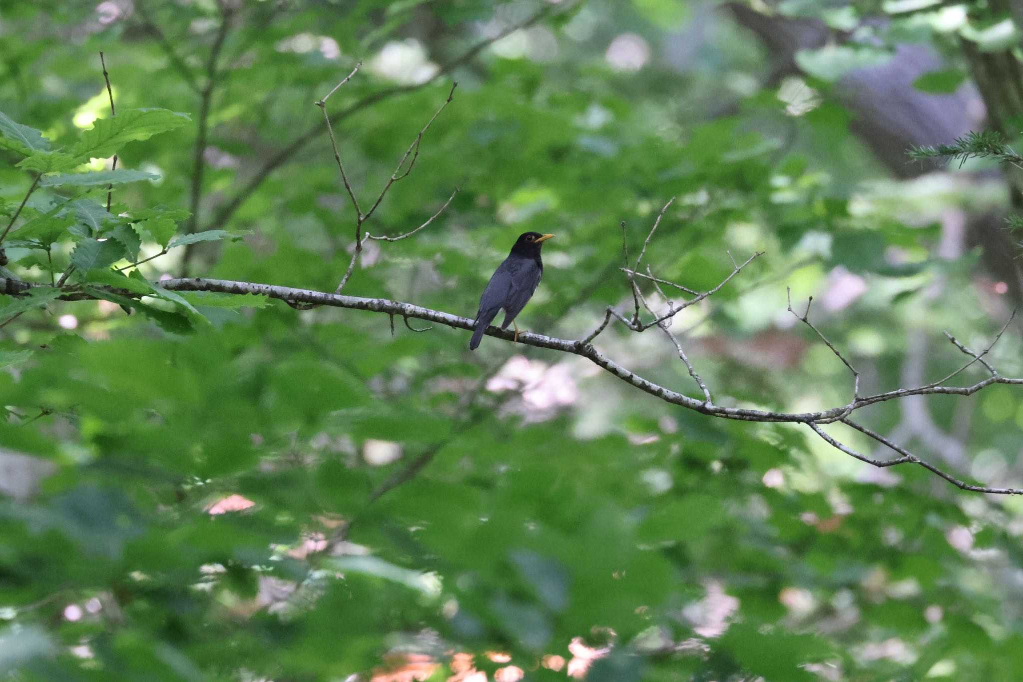 野幌森林公園 クロツグミの写真 by will 73