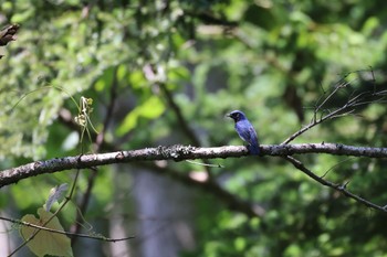 2023年7月5日(水) 野幌森林公園の野鳥観察記録
