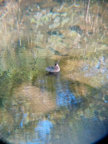 Eastern Spot-billed Duck 恩田川(高瀬橋付近) Sun, 6/3/2018