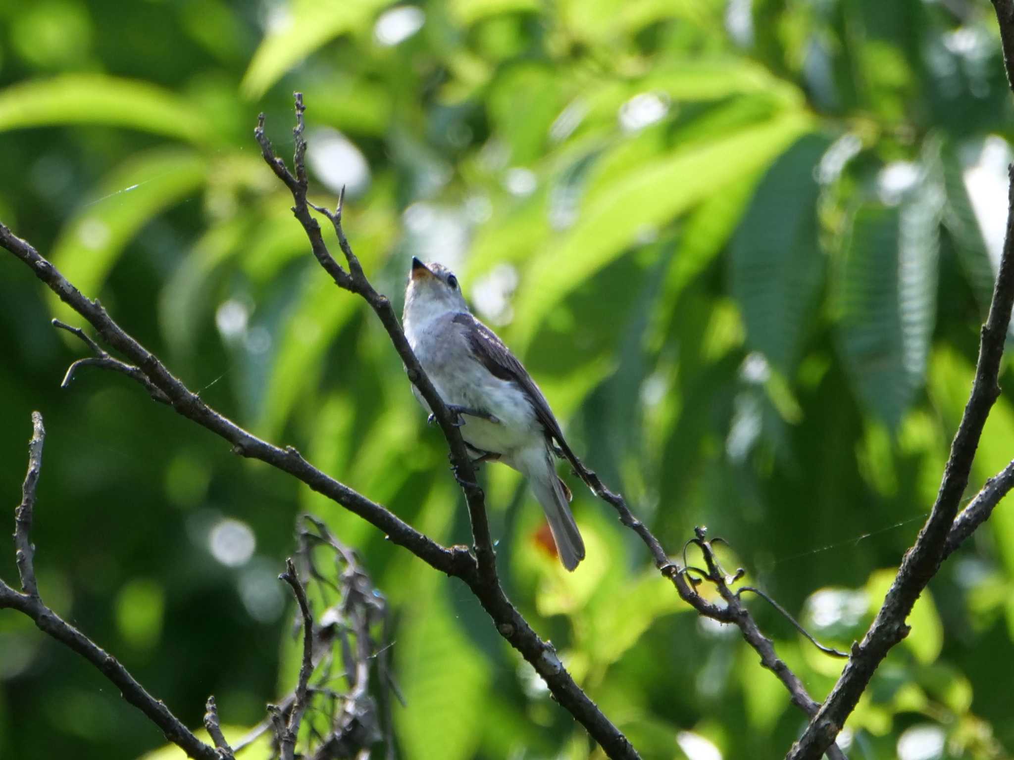 秩父 コサメビタキの写真 by little birds