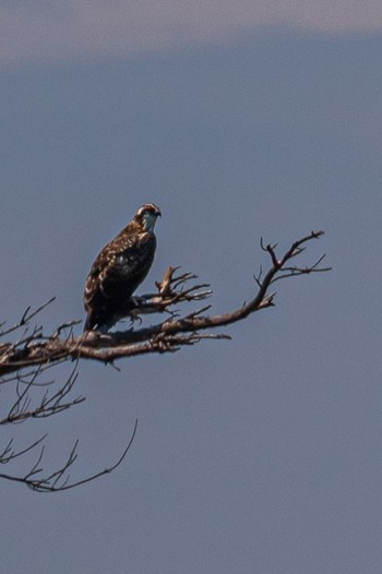 2023年7月4日(火) 山口県の野鳥観察記録