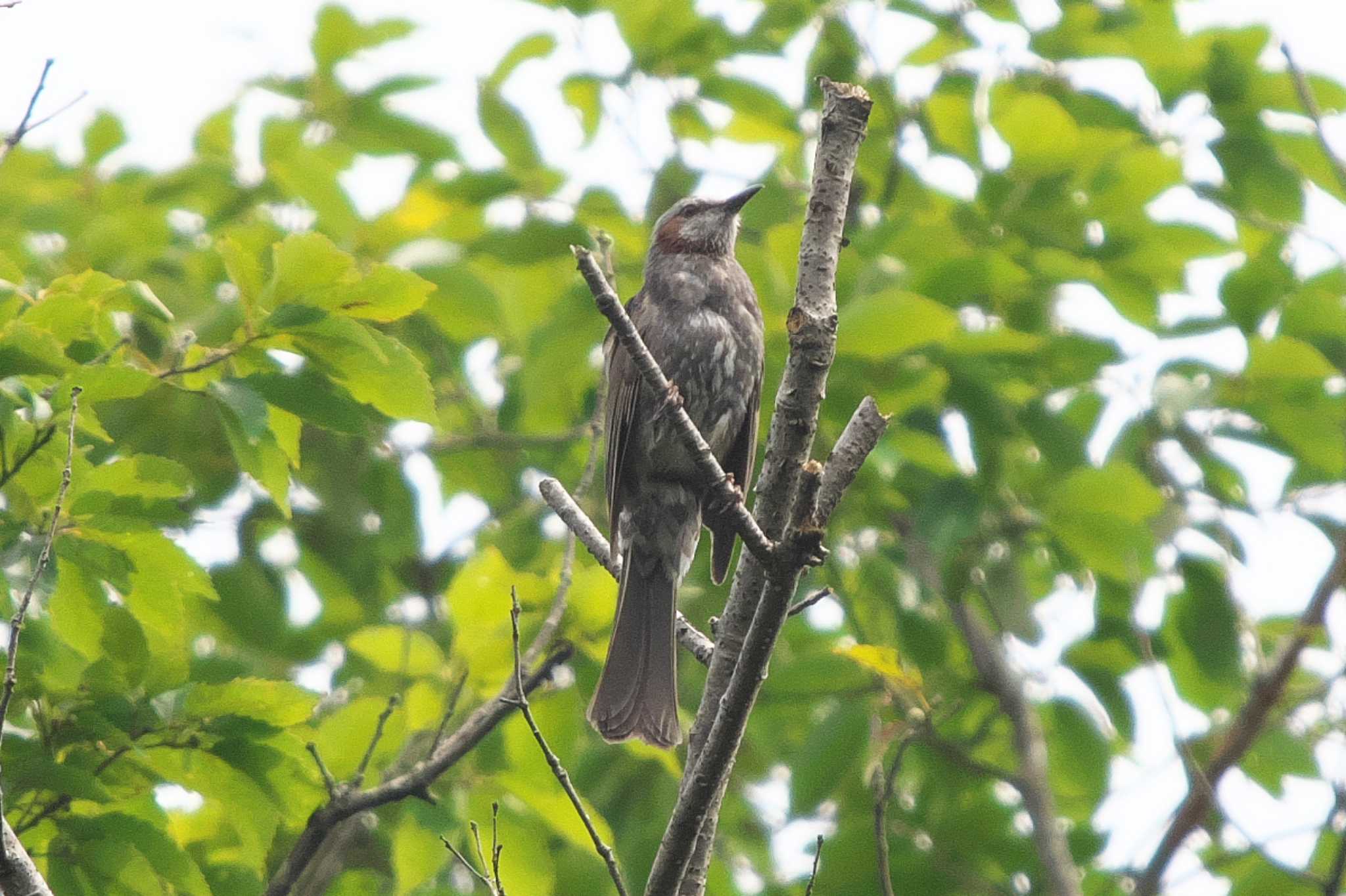 池子の森自然公園 ヒヨドリの写真