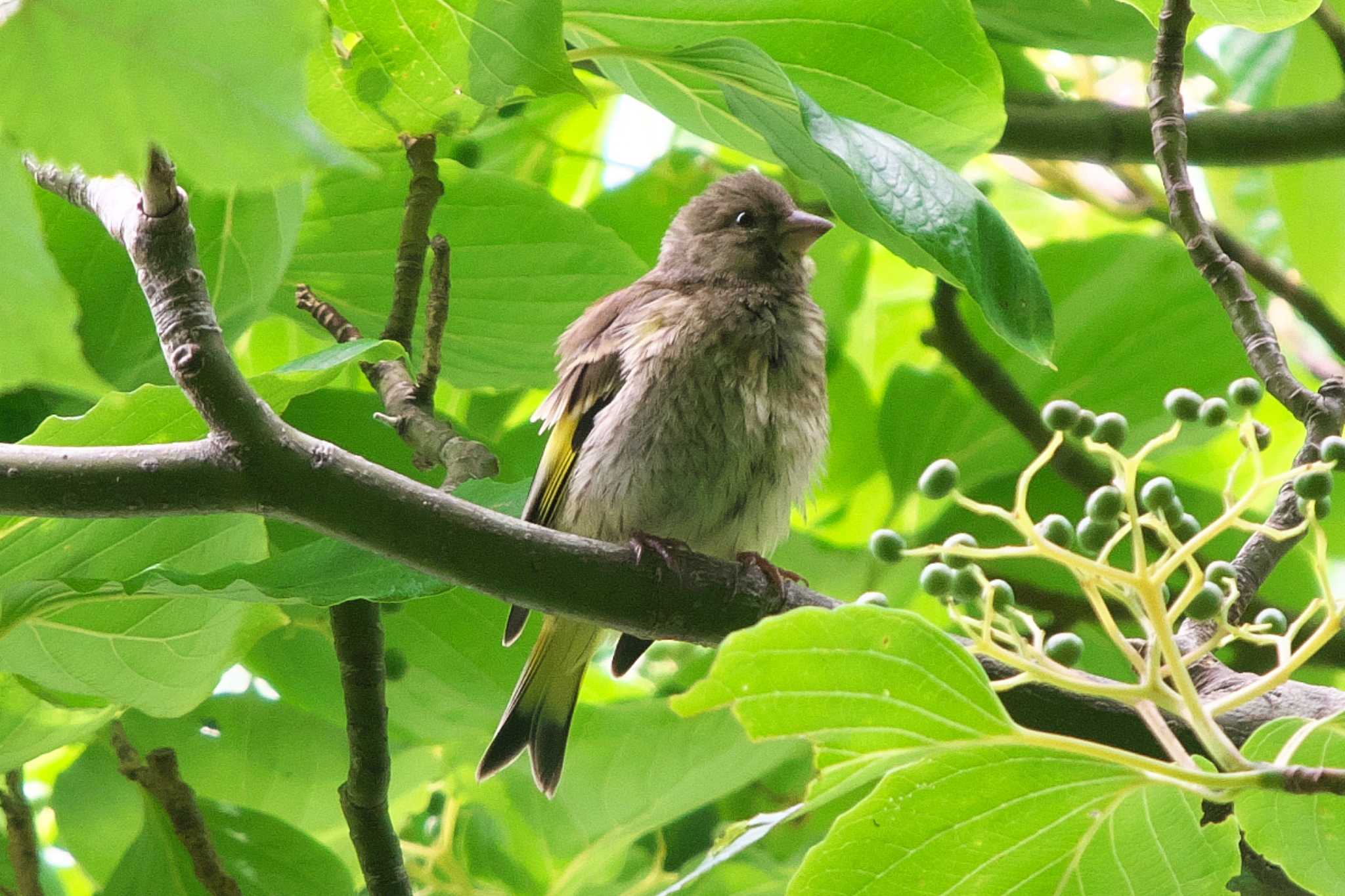 池子の森自然公園 カワラヒワの写真