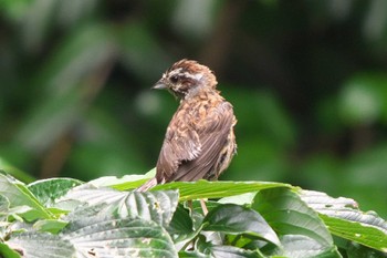 Wed, 7/5/2023 Birding report at 池子の森自然公園