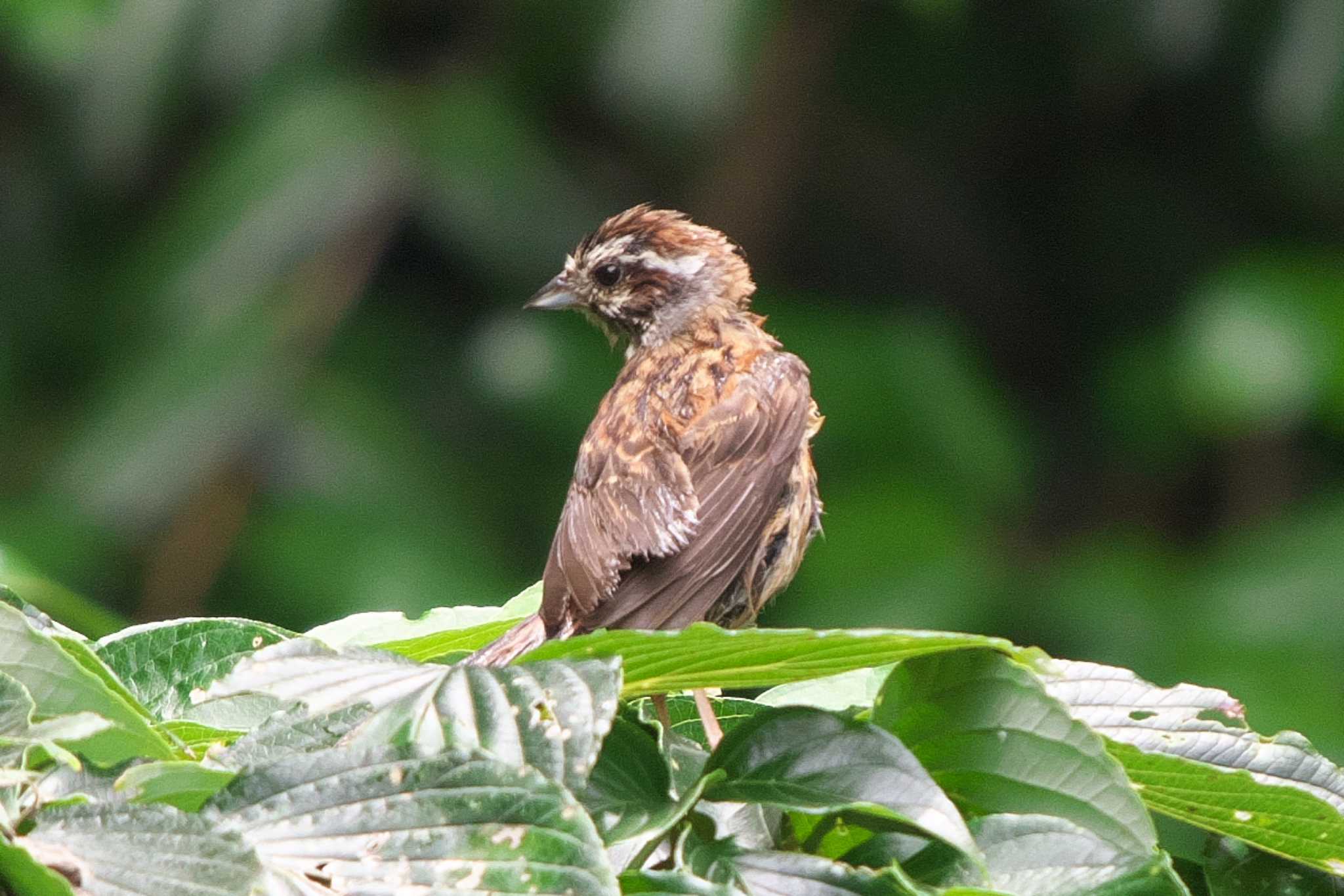 Meadow Bunting