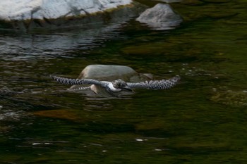 Crested Kingfisher Unknown Spots Wed, 7/5/2023