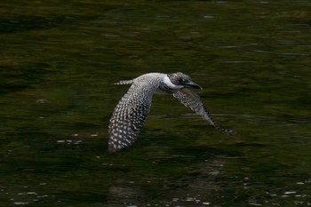 Crested Kingfisher Unknown Spots Wed, 7/5/2023