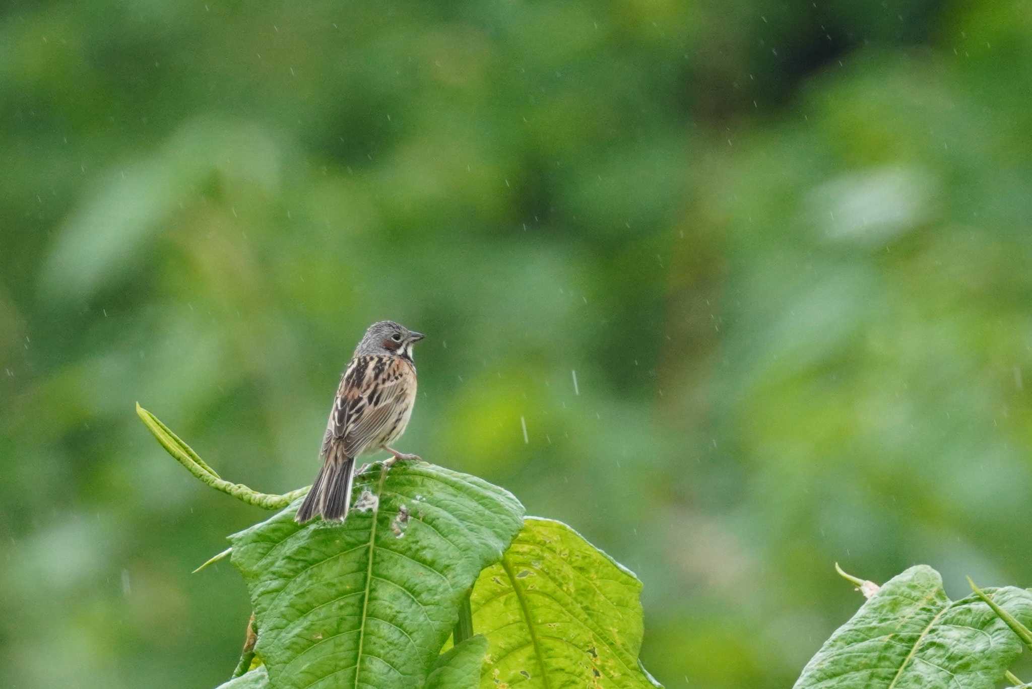 1/3　雨降る中シリーズ