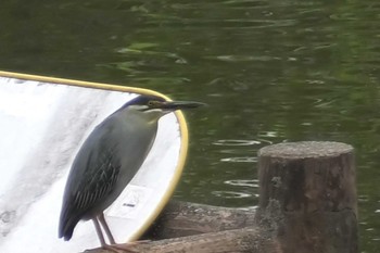 ササゴイ 小畔水鳥の郷公園 2023年7月5日(水)