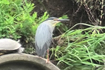 ササゴイ 小畔水鳥の郷公園 2023年7月5日(水)