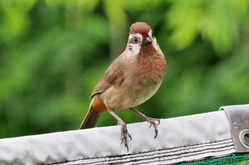 カオジロガビチョウ 庚申山総合公園 2023年7月5日(水)