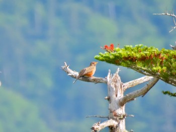 アカハラ 日光白根山 2023年7月2日(日)