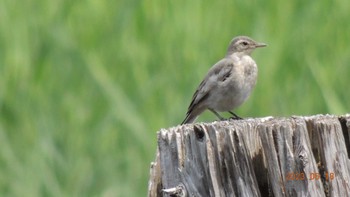 Wagtail Kasai Rinkai Park Sun, 6/18/2023