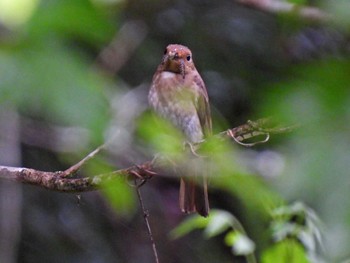 Blue-and-white Flycatcher 日本ラインうぬまの森 Wed, 7/5/2023