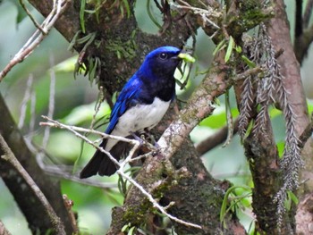 Blue-and-white Flycatcher 日本ラインうぬまの森 Wed, 7/5/2023