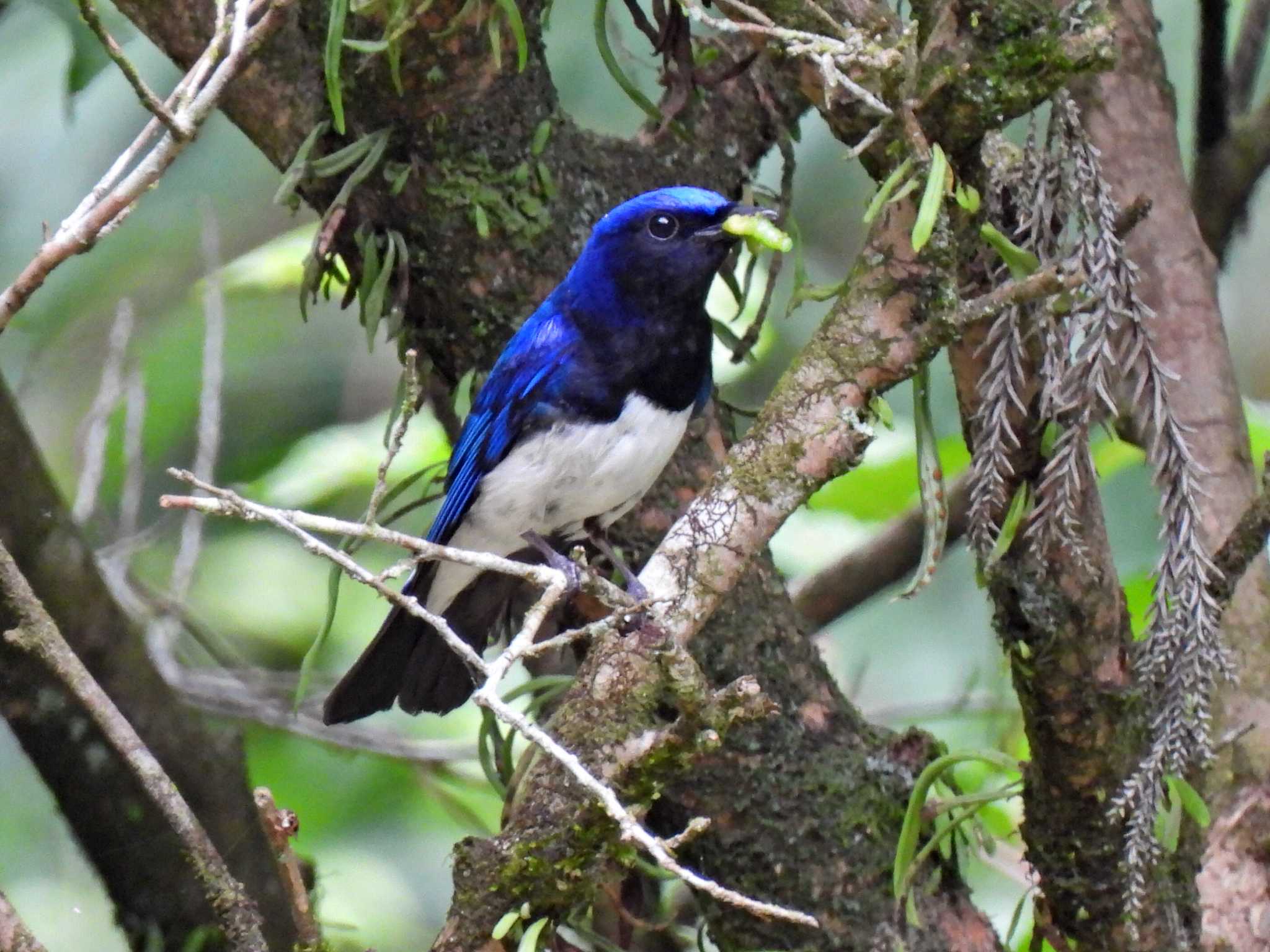 Photo of Blue-and-white Flycatcher at 日本ラインうぬまの森 by 寅次郎