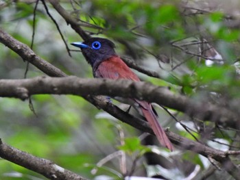 Black Paradise Flycatcher 日本ラインうぬまの森 Wed, 7/5/2023