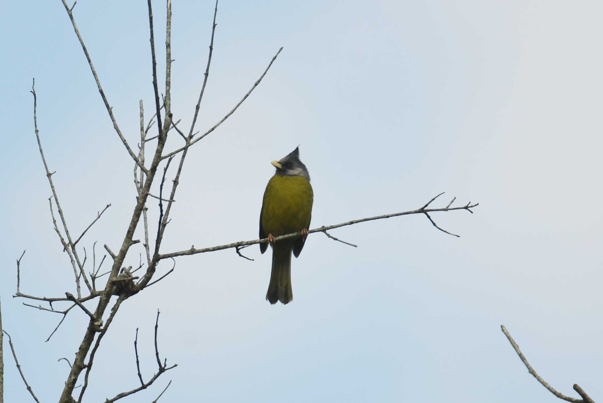 Photo of Crested Finchbill at Doi Angkhang by あひる