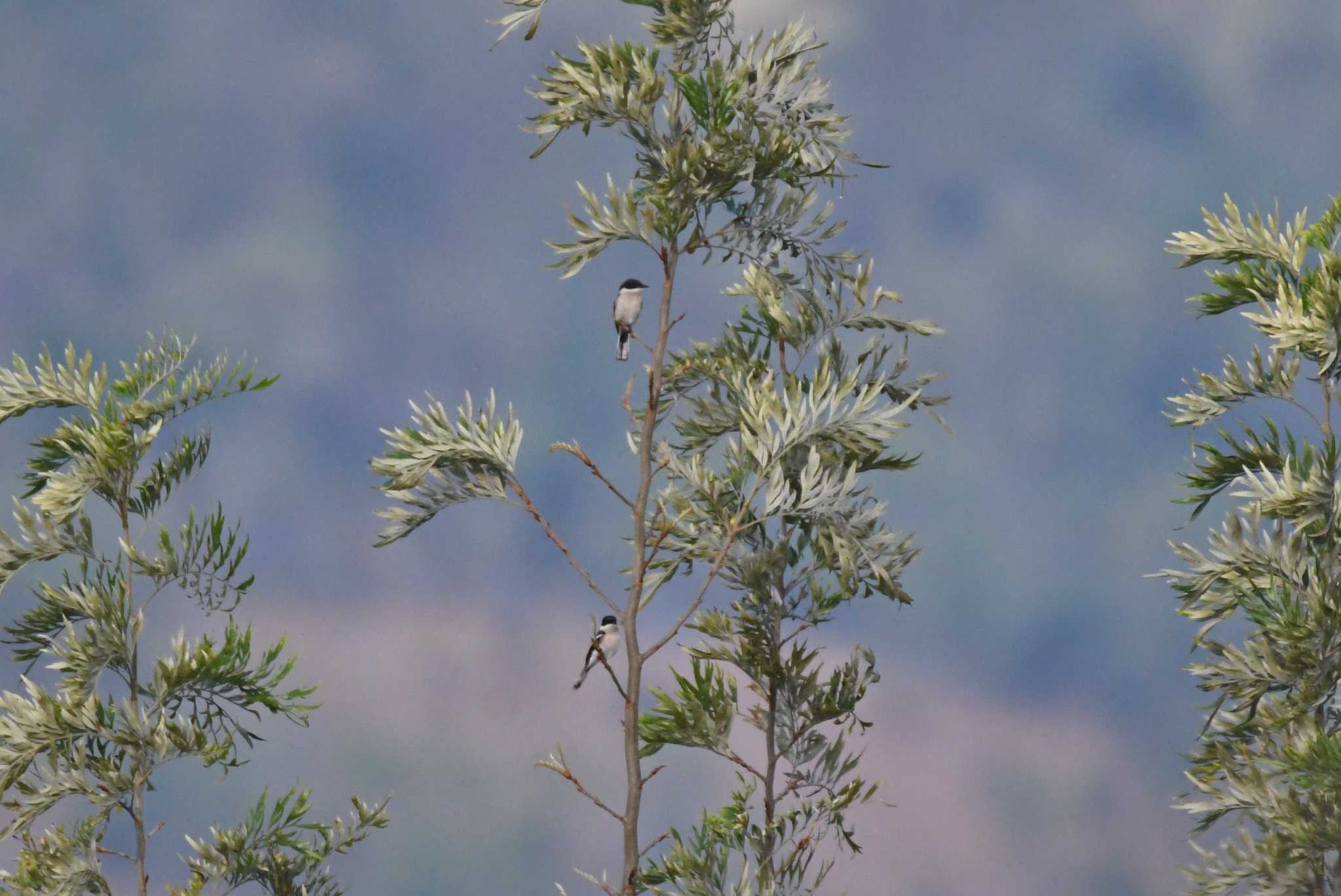 Photo of Bar-winged Flycatcher-shrike at Doi Angkhang by あひる