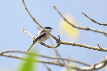 ヒタキサンショウクイ Doi Angkhang 2023年2月20日(月)