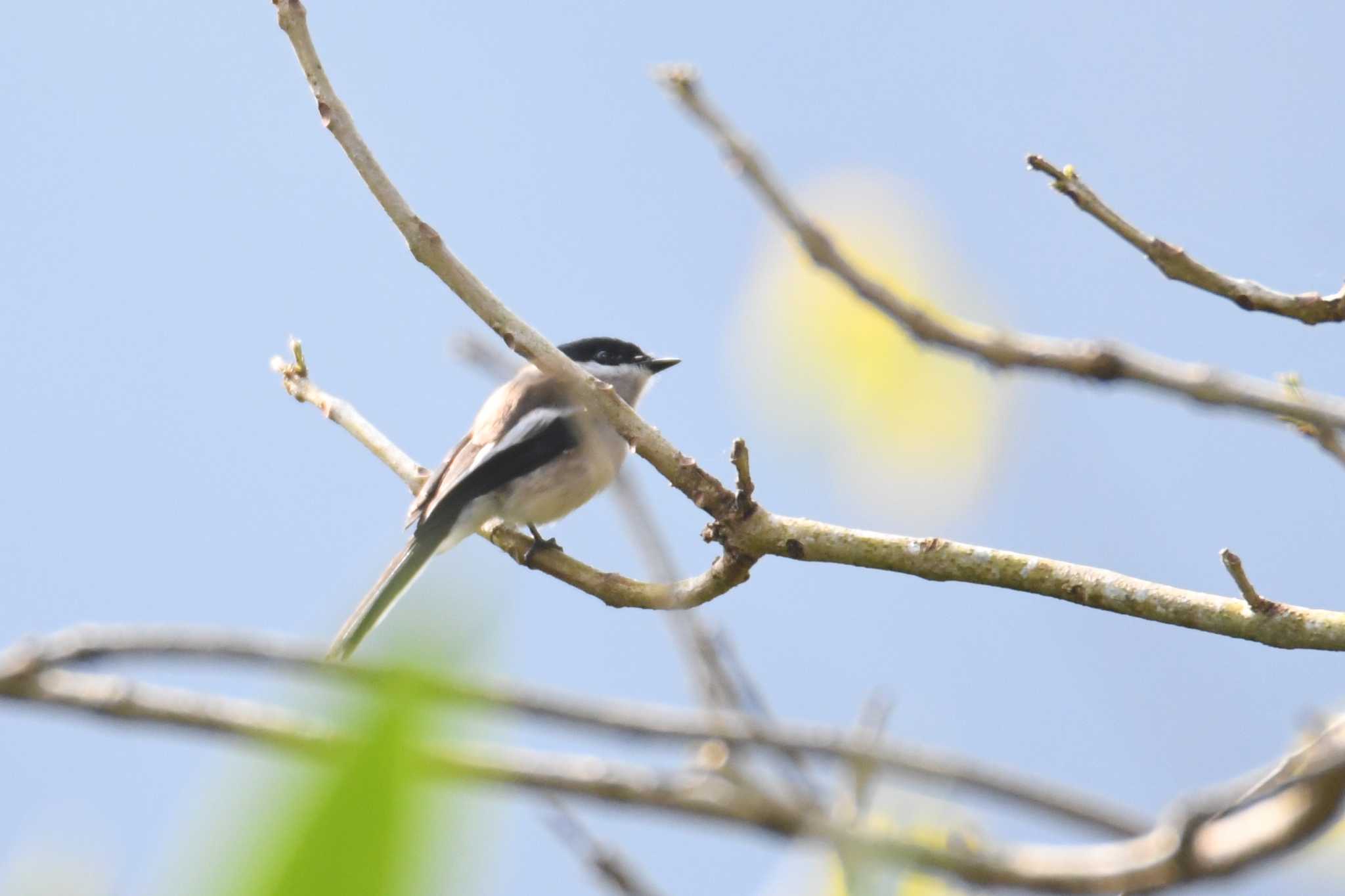 Photo of Bar-winged Flycatcher-shrike at Doi Angkhang by あひる