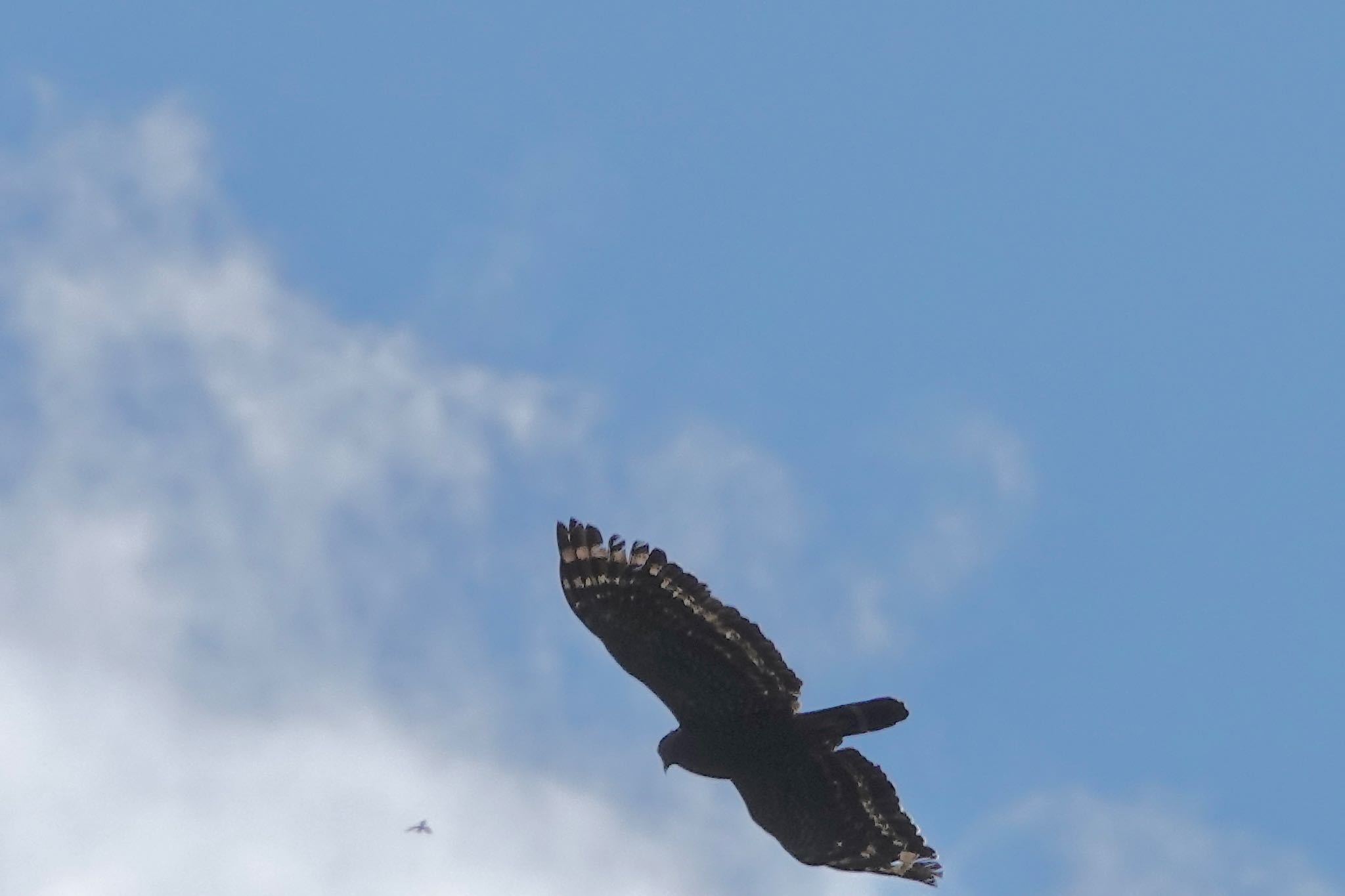 Crested Serpent Eagle