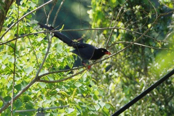 Taiwan Blue Magpie 烏来(台湾) Wed, 5/17/2023