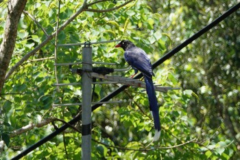 Taiwan Blue Magpie 烏来(台湾) Wed, 5/17/2023