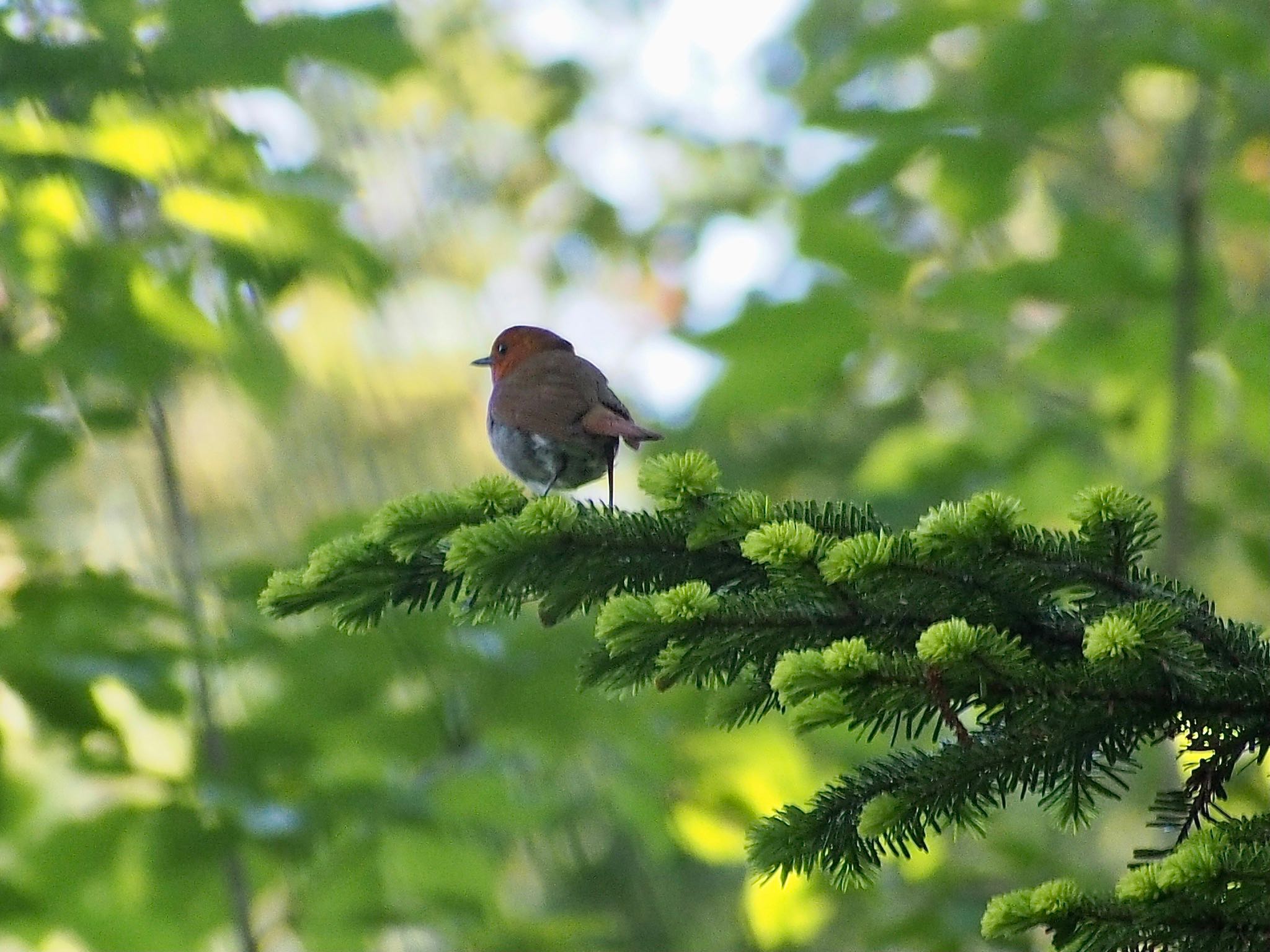 Japanese Robin