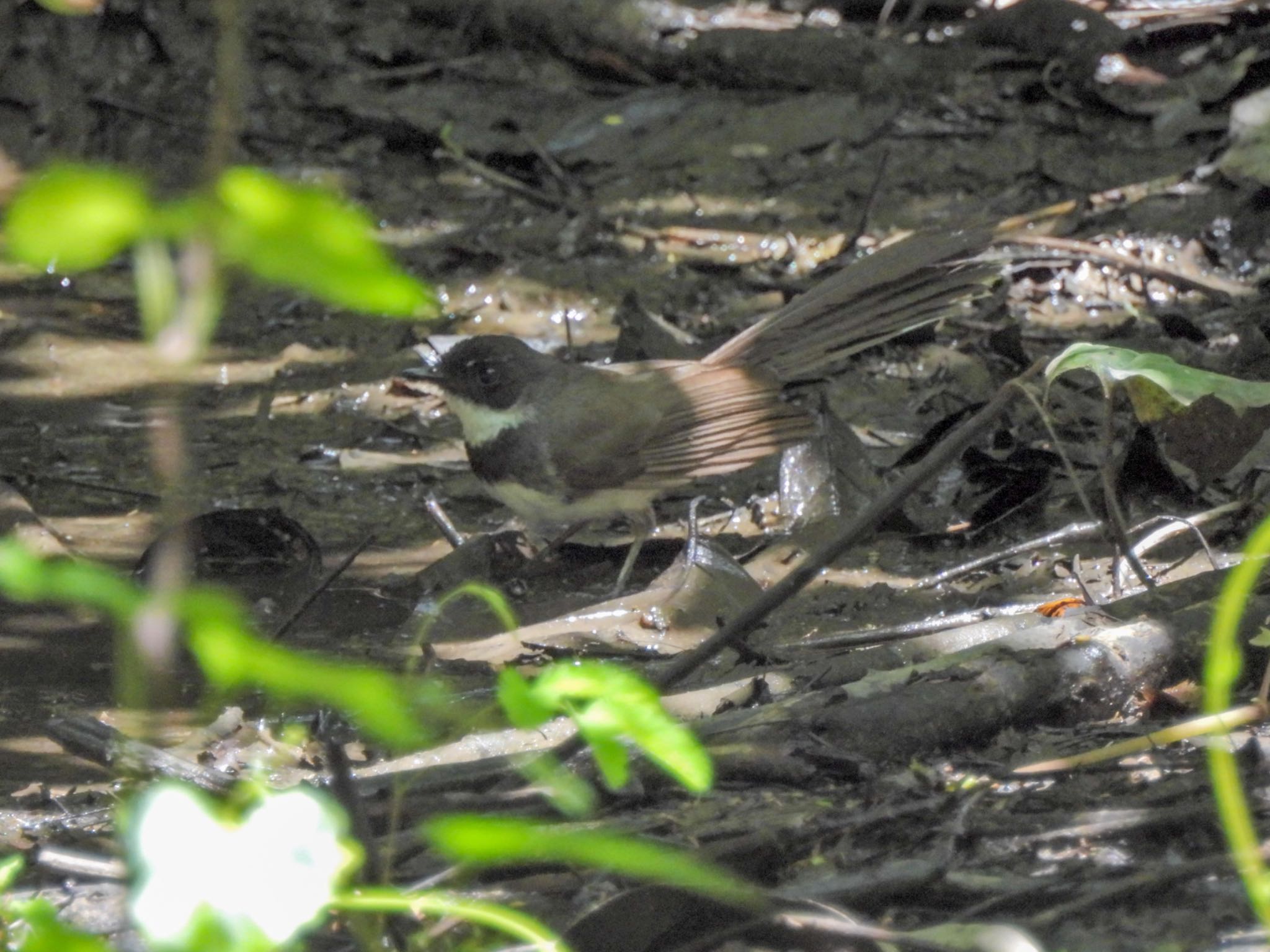 野鳥名訂正　ムナオビオウギヒタキ← ノドが白いところを見ようとして無理な体勢で身体中が痛くなった…。 by クロやん