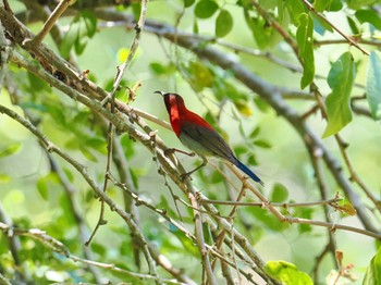 Crimson Sunbird Kaeng Krachan National Park Thu, 6/29/2023