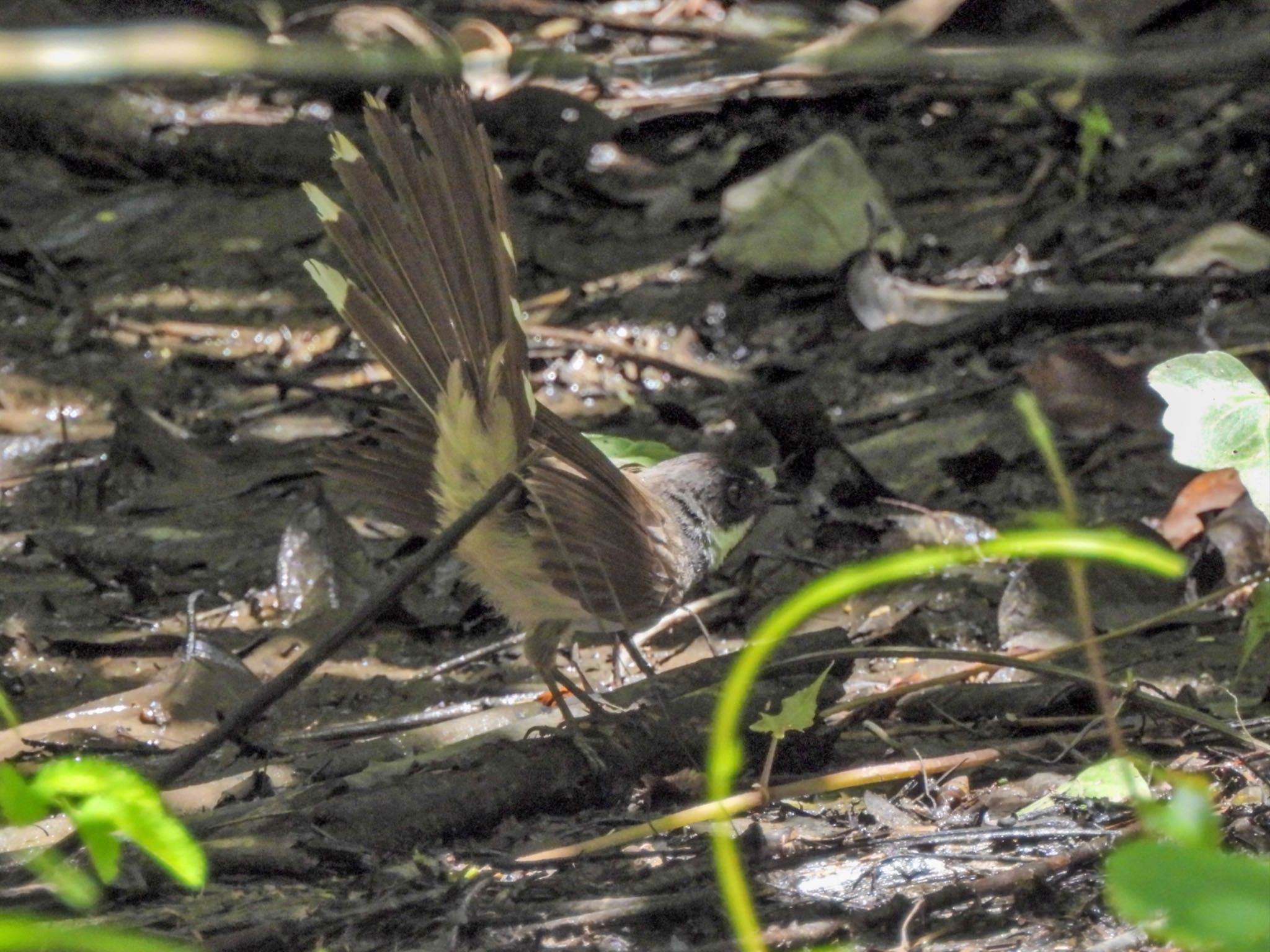 野鳥名訂正　ムナオビオウギヒタキ← 暗がりの水たまりで尾羽を羽団扇のように広げるノドジロオウギビタキ by クロやん