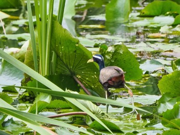 Bronze-winged Jacana Kaeng Krachan National Park Thu, 6/29/2023