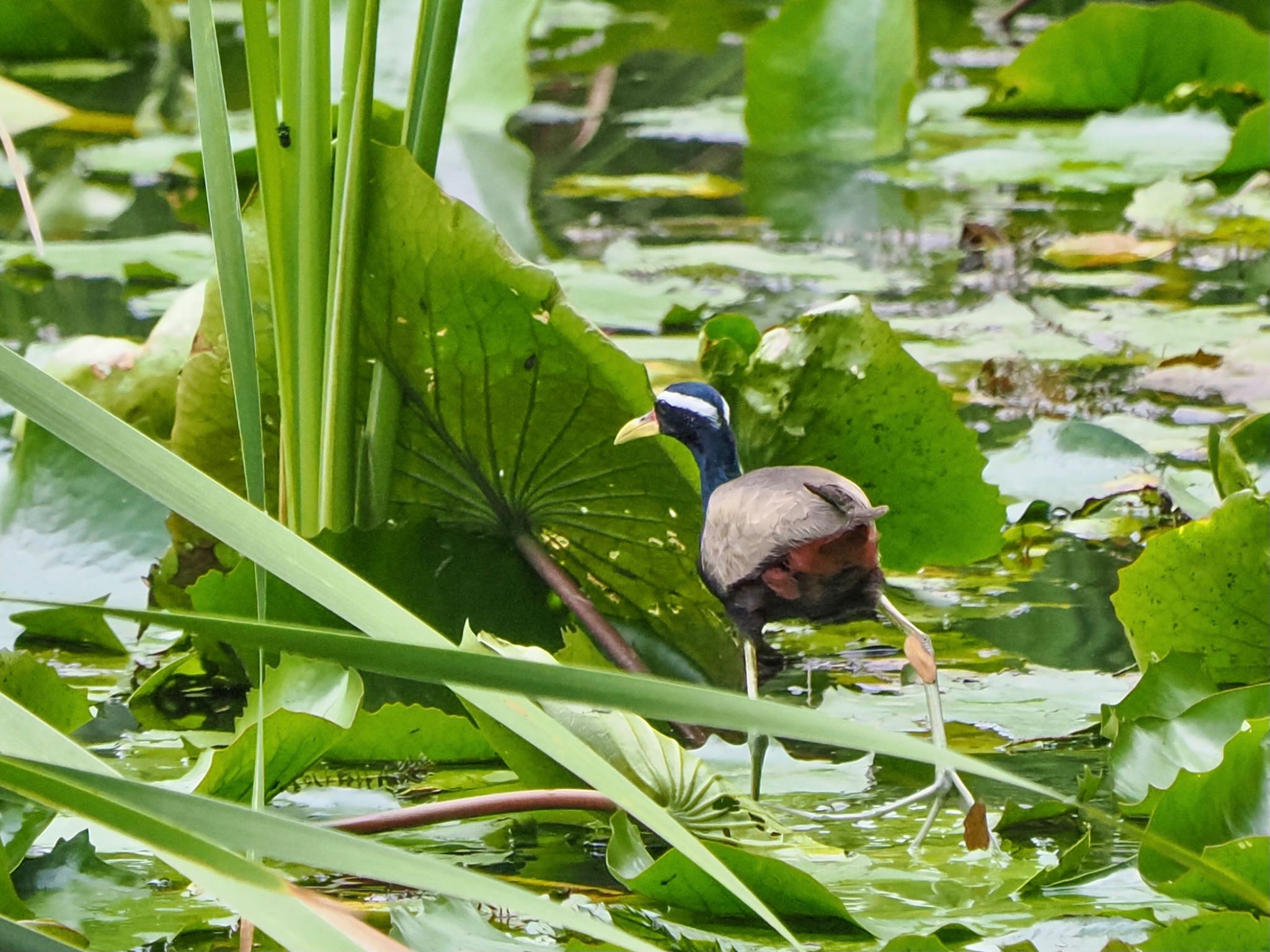 Bronze-winged Jacana