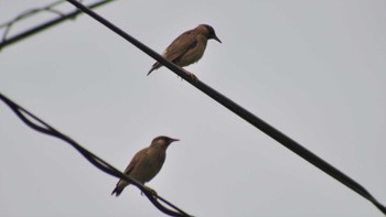 White-cheeked Starling 南佐久 Wed, 7/5/2023