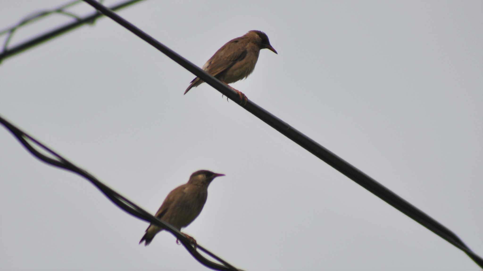 ムクドリの若鳥かな？