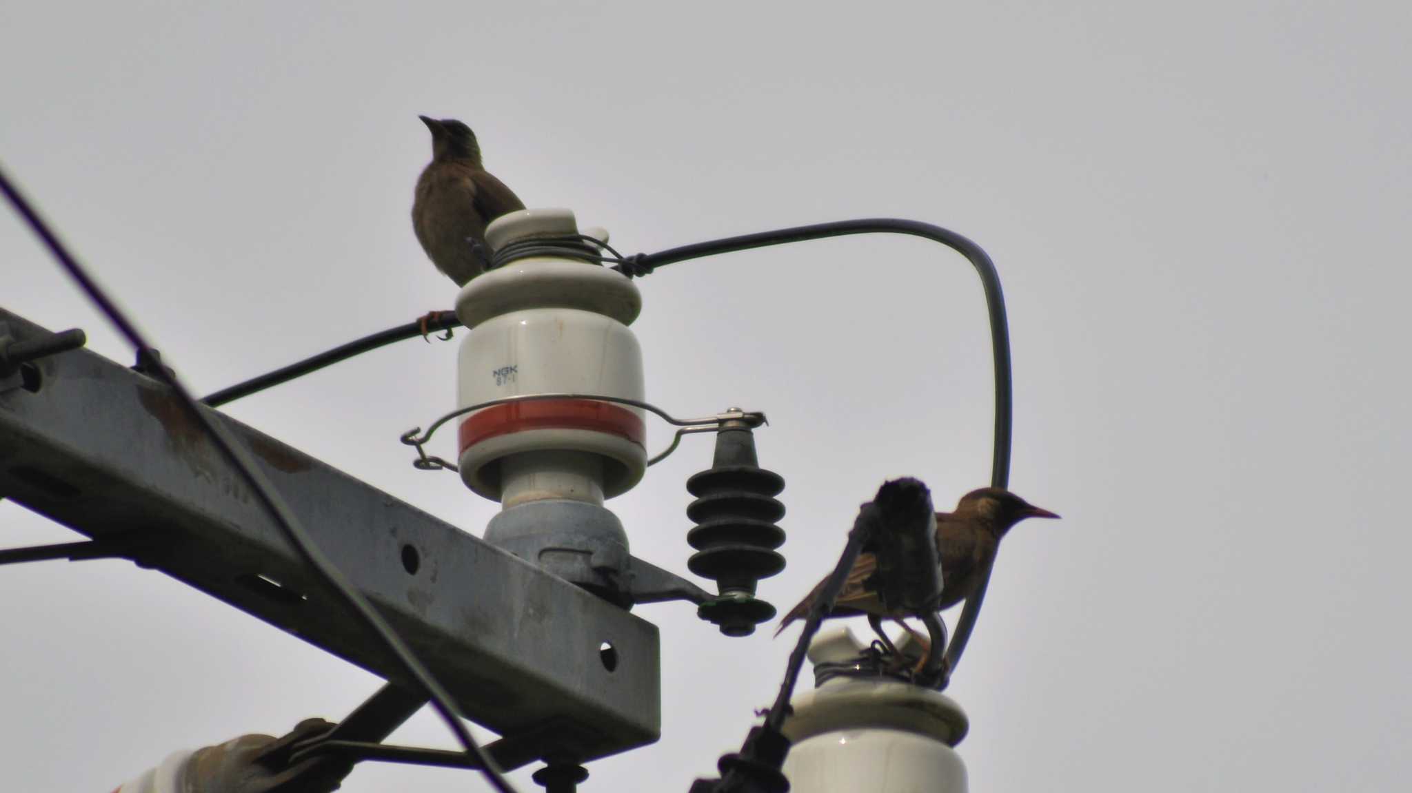 Photo of White-cheeked Starling at 南佐久 by ao1000