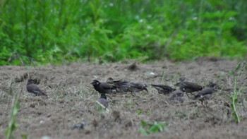 White-cheeked Starling 南佐久 Wed, 7/5/2023