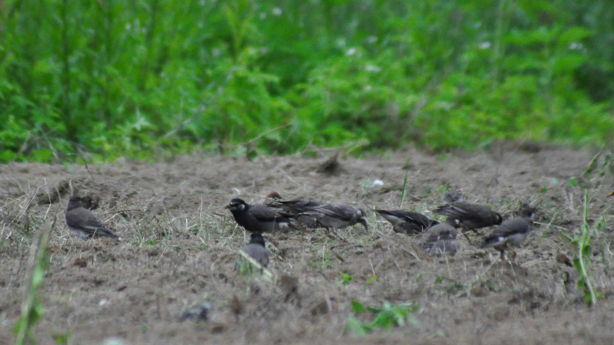 Photo of White-cheeked Starling at 南佐久 by ao1000